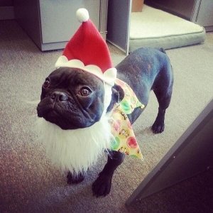 Öreg kutya - nem vén kutya (freeimages / dog-grooming-products-1444898-m)