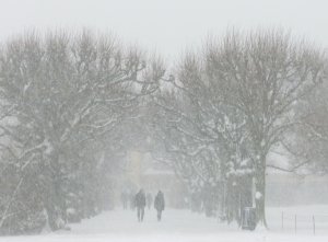 A farkasok is csak szolmizálnak (freeimages / snow-out-time-1410863-m)